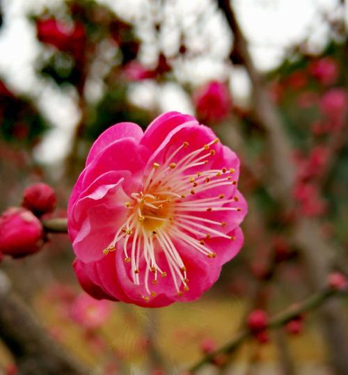 腊梅花语探秘（解读腊梅花语的美丽寓意）