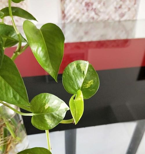 绿萝（用一叶绿萝寄托生命的期许）