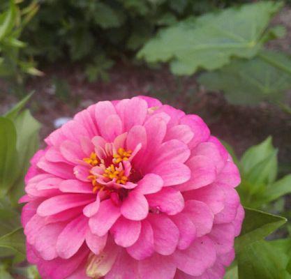 友情花语（以那些花的花语为纽带）