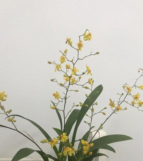 以桃花的花语为主题的文章（桃花花语中的愿望实现）