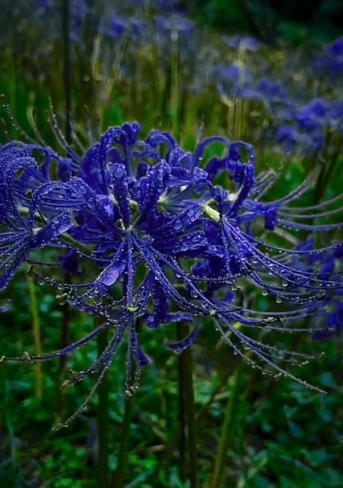 花语世界（探寻花朵的花语之谜）