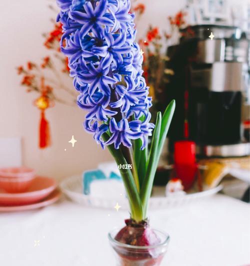 白风信子花语的深意（寓意纯洁与希望的白风信子）