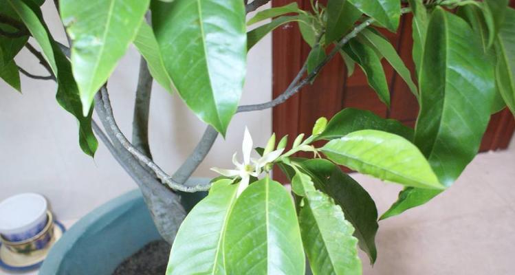 白兰花（揭示白兰花的寓意及其传承）