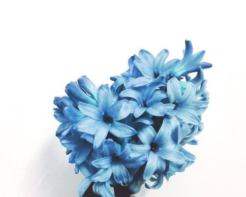 白色风信子花语（白色风信子花语中的秘密和意义）