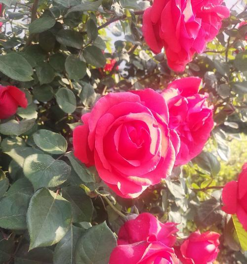 白月季的花语及其寓意（唯美的白月季花语传递着爱与祝福）