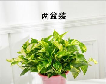 办公室绿萝花语的神奇力量（绿萝）