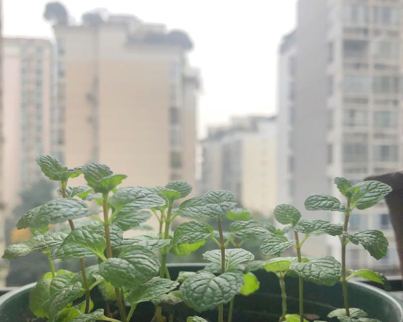 薄荷花的花语及象征意义（揭示薄荷花的神秘意义）