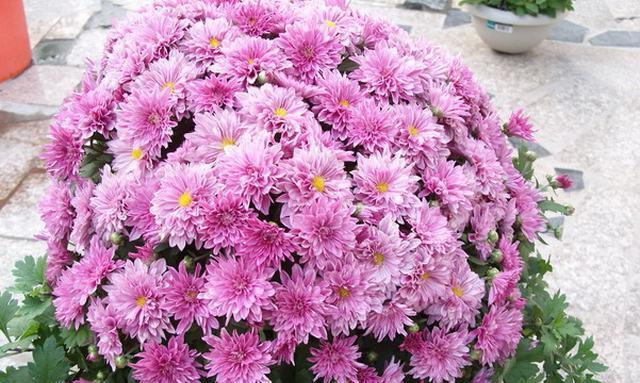 北京夏菊花语传递美好祝愿（品味夏菊花开的意义）