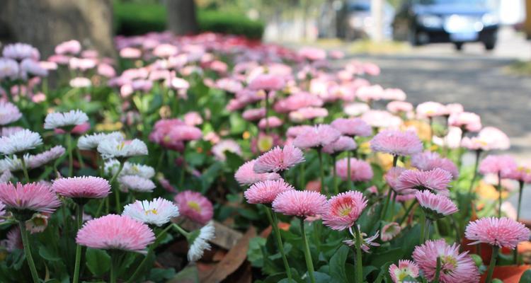 北京夏菊花语传递美好祝愿（品味夏菊花开的意义）