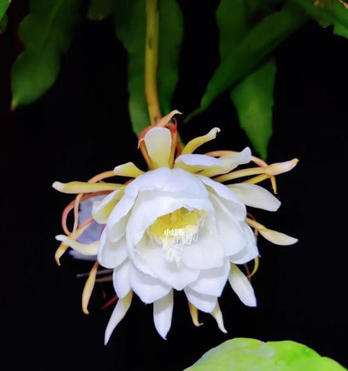 昙花（探索昙花的世界与象征意义）