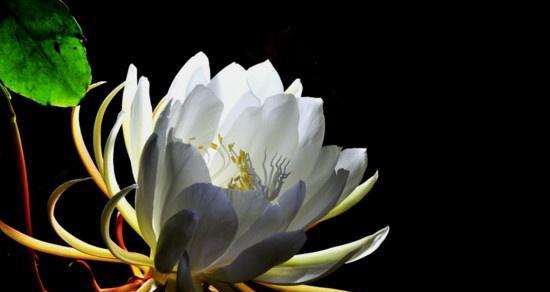 昙花（探索昙花的世界与象征意义）
