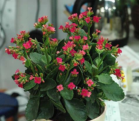 长寿花的花语和意义（探索长寿花的深层含义）