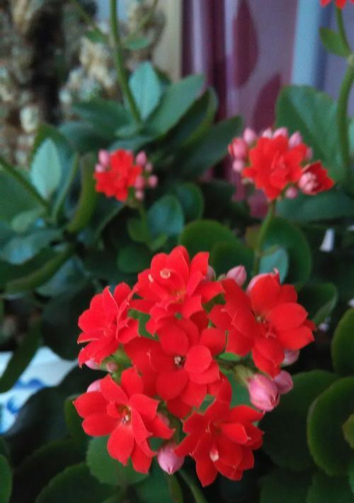 探寻长寿花的花语之美（长寿花的花语与意义）