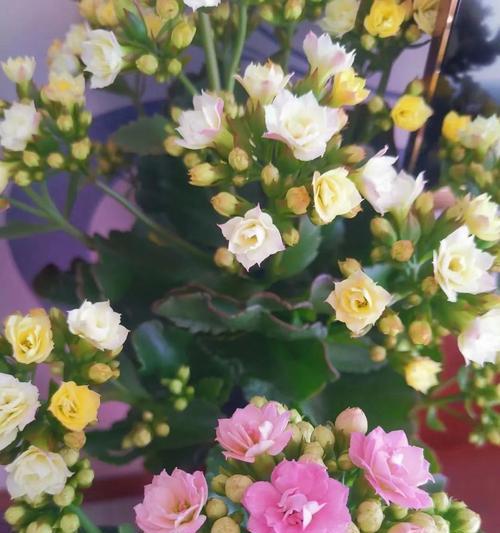 探寻长寿花的花语之美（长寿花的花语与意义）