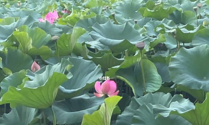 窗前意义荷花——美丽的花开之景（水上荷花）