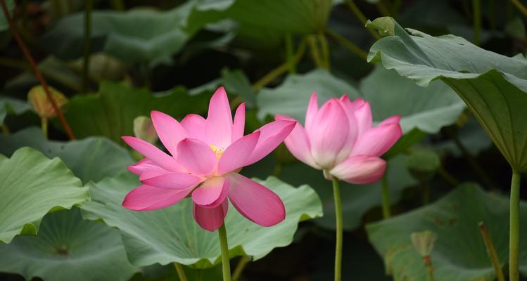 窗前意义荷花——美丽的花开之景（水上荷花）