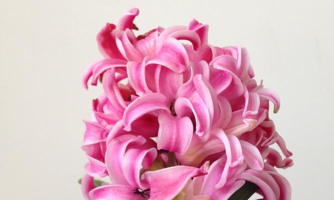 粉色风信子花语(探寻风信子花语中的美好意义)
