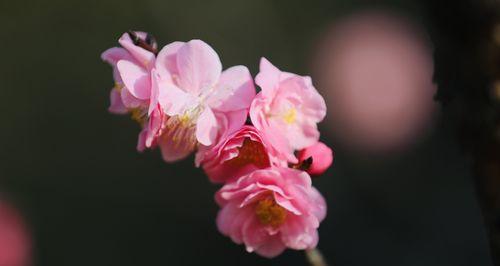 粉色梅花的花语（追寻梦想的勇气与坚持）