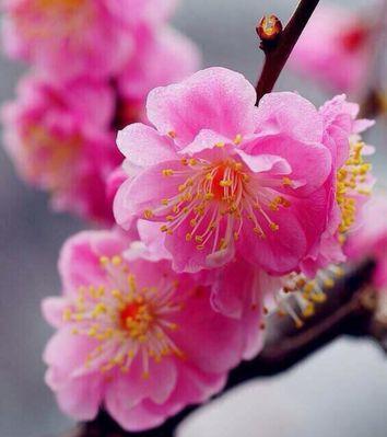 粉色梅花的花语（追寻梦想的勇气与坚持）