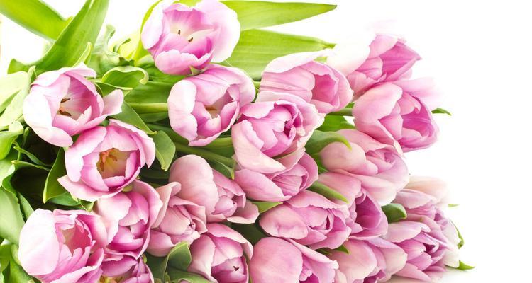 粉色郁金香花语（探寻粉色郁金香花语的深层含义）