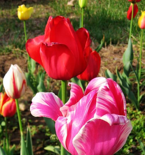 花开春天，愿之如意——粉郁金香花语的启示（寄托希望与美好的花海中）