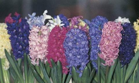 风信子花语的寓意与传说（探寻风信子花语的深层意义）