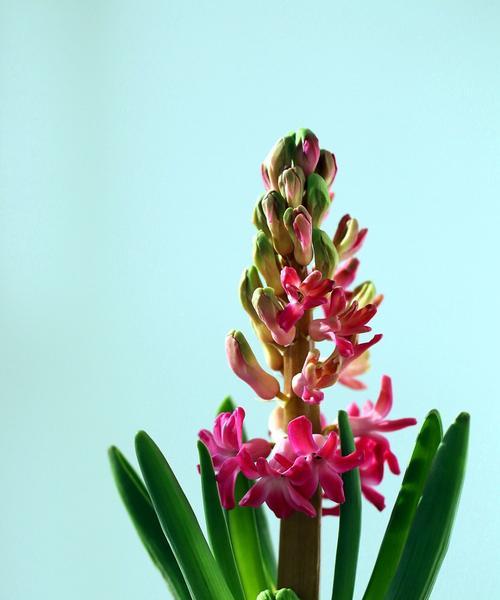 风信子花语的寓意与传说（探寻风信子花语的深层意义）