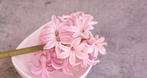 风信子鲜花花语（以花语之美打开心扉）