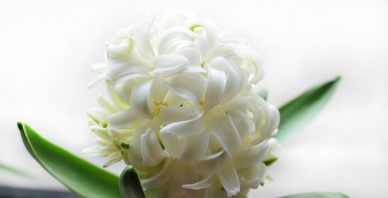 风信子的象征意义与传说（探寻花卉中的秘密世界——风信子的美丽与意义）