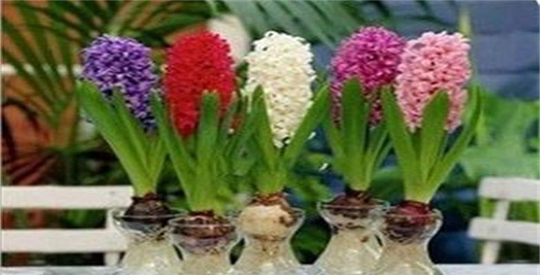 风信子的花语及其象征意义（探索风信子的美丽和寓意）