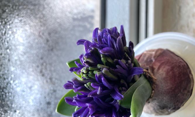 风信子的花语与象征意义（探索风信子的美丽寓意与传说）