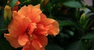 扶桑花叶子小的意义（解析扶桑花叶子小的5个关键原因）