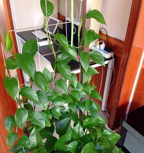 绿萝的种植与养护全攻略（掌握这些关键要点）