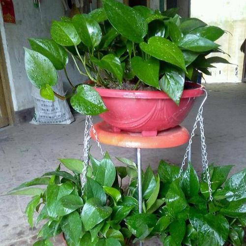 绿萝的种植与养护全攻略（掌握这些关键要点）