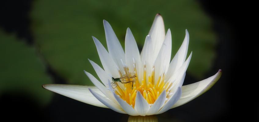 绽放芬芳的睡莲花语（以各色睡莲传递情感和美丽）