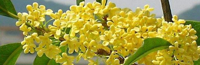 桂花的花语(桂花的花语及其象征含义)