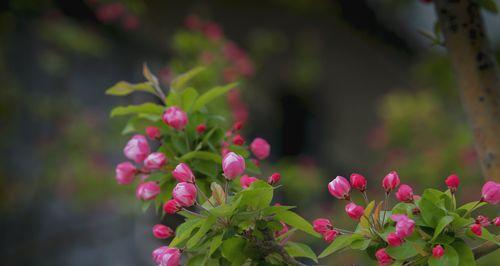 海棠花之恋（探寻海棠花的爱情寓意）