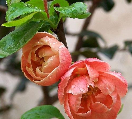 四季海棠花语——传递美好与希望（四季海棠的花语及其象征意义）