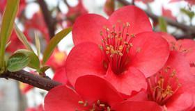四季海棠花语——传递美好与希望（四季海棠的花语及其象征意义）