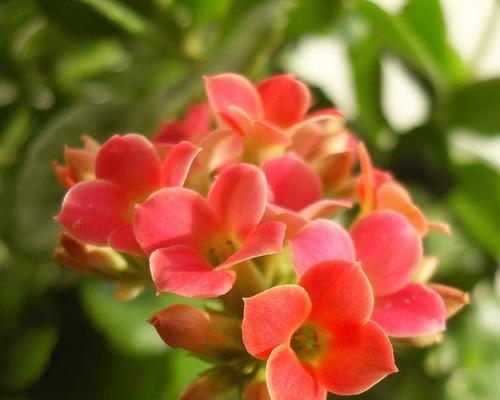红色长寿花花语之美——红色长寿花的意义和象征(红色长寿花传递的深刻寓意)