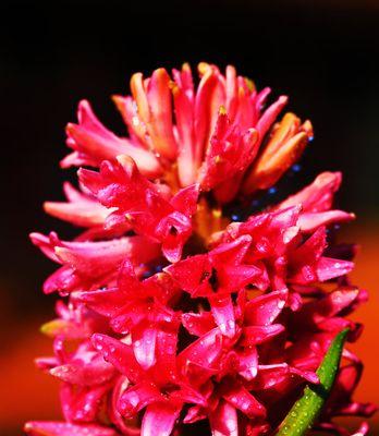 红色风信子花语的含义与传承（红色风信子传递着爱与希望）