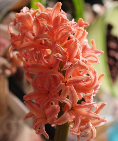 红色风信子花语的含义与传承（红色风信子传递着爱与希望）