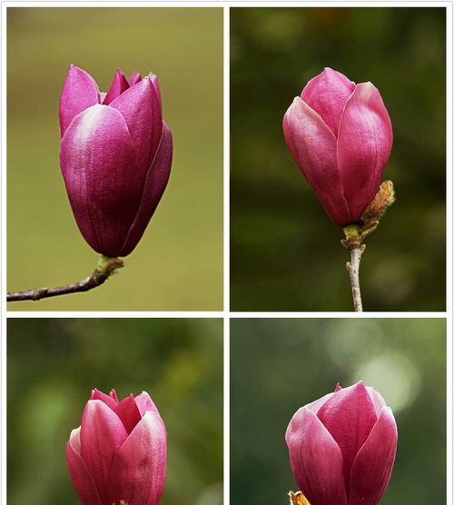 红玉兰花的寓意与象征（鲜艳红玉兰）