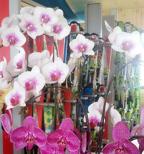 蝴蝶兰花语（探寻蝴蝶兰花语的深层含义与文化背景）