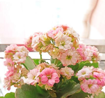 黄色长寿花的花语与寓意（揭开黄色长寿花所蕴含的健康与幸福秘密）