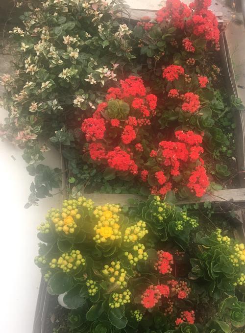 黄色长寿花的花语与寓意（揭开黄色长寿花所蕴含的健康与幸福秘密）
