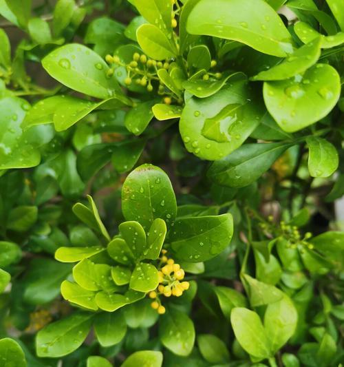 米仔兰之花开几度（探秘米仔兰开花规律）