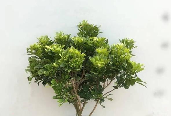 打造繁花似锦的米仔兰花园（如何科学养护）