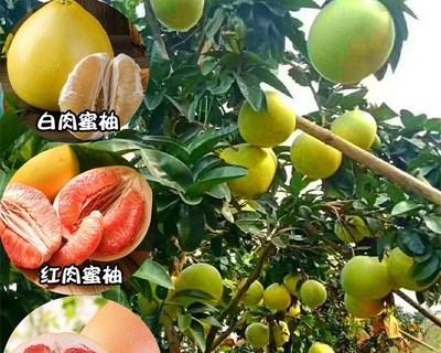 蜜柚的功效与作用（探究蜜柚的健康价值）