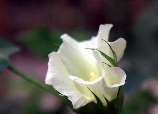 木棉花的花语与寓意（探究木棉花的花语背后隐藏的涵义）